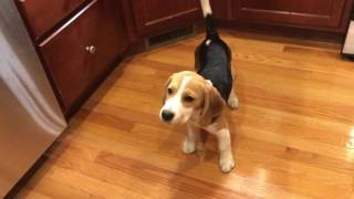 Beagle puppy is ecstatic about dinner [upl. by Quartana]