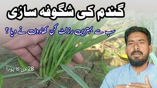 How to increase tillering in wheat crop best fertilizer for wheat tillering at first irrigation [upl. by Nay116]