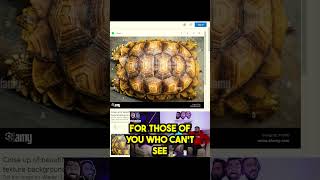 13 Month Calendar on a TORTOISE shell WHAT  podcast comedy shorts viral [upl. by O'Dell]