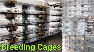 My Bird Breeding Cages And Set Up  Finch Breeding Room  Aviary [upl. by Nylisoj]