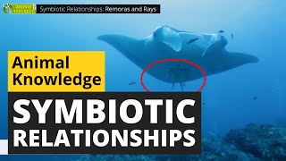 Symbiotic Animal Relationships  Animals for Kids  Educational Video [upl. by Atela]