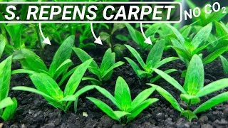 Aquarium Carpet Plants  Staurogyne Repens [upl. by Clair]