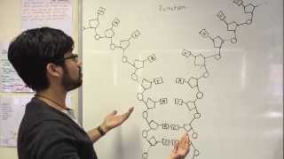 Functions of nucleic acids [upl. by Dowlen473]