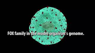 Computational Study of the FOXP3 Gene in TCell Oncogenesis [upl. by Sesylu263]