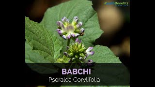 Psoralea corylifolia bakuchi bavachi coumarine glycosides containing plant explain in detail [upl. by Ettevahs369]