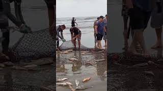 Final de semana de pesca com os amigos pesca de arrasto Bertioga [upl. by Gignac]