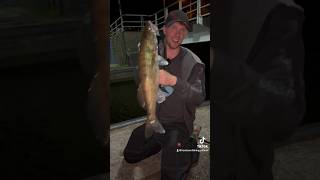 Zander Eskalation 🤯 fishing zanderfishing kofitv [upl. by Arimay]