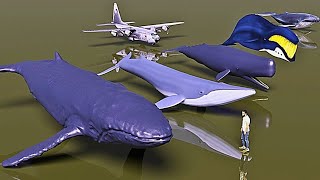 Sea monster Size comparison  Largest Whales [upl. by Nehte193]