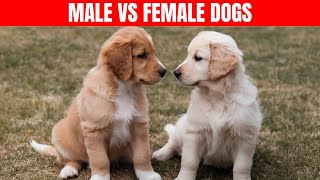 I Raised 5 Male Dogs and Discovered These 10 RARE Male Dogs Behaviors [upl. by Melvyn]