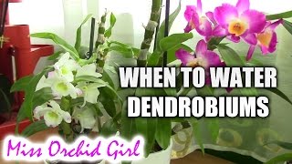 When to water Dendrobium orchids after the winter rest [upl. by Inglebert]