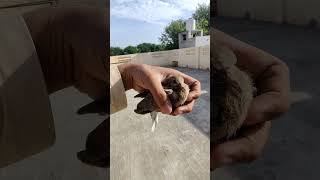 I adopt a dove baby trending short trendingshorts youtubeshorts viral shortvideo chicken [upl. by Halilad]