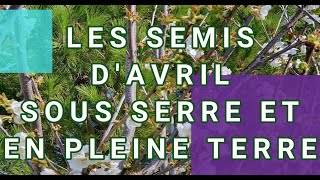 LES SEMIS DAVRIL SOUS SERRE ET EN PLEINE TERRE [upl. by Odnuges]