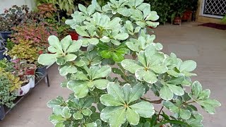 Pittosporum Best Perennial plant for SummersCare amp Repotting with 8 months update [upl. by Nnazil462]