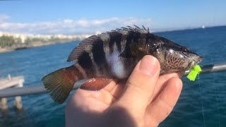 MultiSpecies Fishing the Mediterranean Sea Cyprus [upl. by Mellie77]