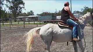 Caboolture Horse Sale quotStormyquot [upl. by Aihc439]