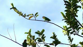 Caica Parrots Pyrilia caica French Guiana [upl. by Tudor]