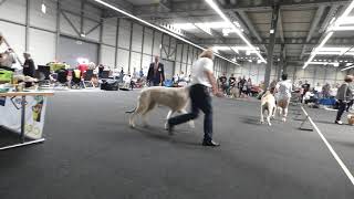 Nat VDH Ausstellung Wettbewerb Bester Rüde Irish Wolfhound [upl. by Nodnerb]