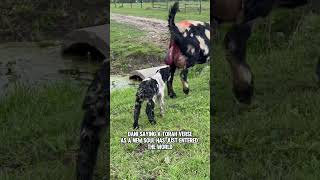 Goat right after birth Placenta and Umbilical cord 🥹🥹🥹 [upl. by Shaun902]