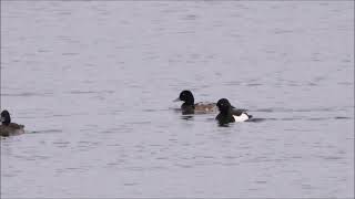 Scaup Stonechats and Lapwings at Woolston Eyes in January 2023 [upl. by Eiuqram709]