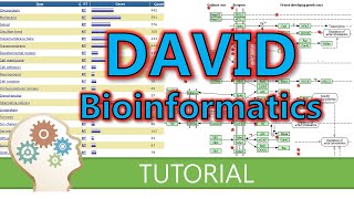 How to use DAVID for functional annotation of genes [upl. by Doley84]