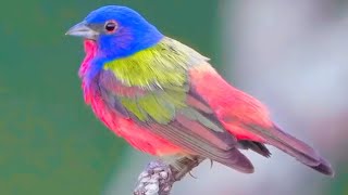 Instant Relief from Stress and Anxiety Birds Singing in the Forest Deep Healing Music for The Body [upl. by Proudlove201]