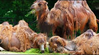 Bactrian Camel  Jungle ki zindagi [upl. by Montford177]