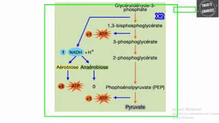 Etapes régulation et bilan de la glycolyse [upl. by Aicirtam]