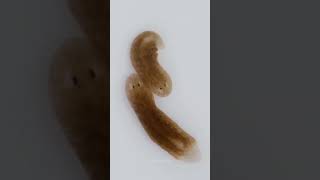 Planaria flatworms। [upl. by Nnaecarg]