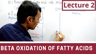 Beta Oxidation of Fatty acids lecture 2 [upl. by Hobbie]