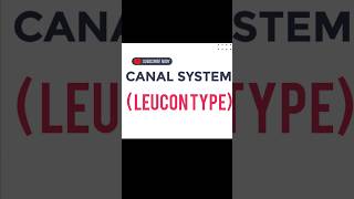 CANAL SYSTEM  LEUCON TYPE [upl. by Lapides]