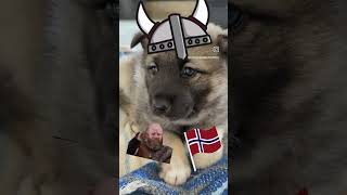 Norwegian Elkhound Puppy Viking Dog [upl. by Ulda441]