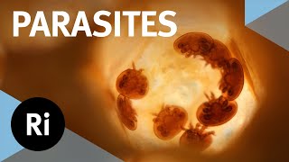 The inside story of parasites – with Scott Gardner and Gabor Racz [upl. by Ras]