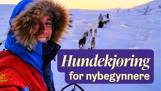 Hundekjøring for nybegynnere 🐶 [upl. by Giavani]