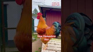 New Hampshire Red rooster crowing rooster chickens farming freerangechickens hühner gallinas [upl. by Tobin365]