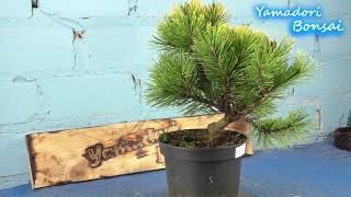 Von der Gartencenter pflanze zum Bonsai die Bergkiefer  Pinus mugo  Cartens Wintergold [upl. by Naamana780]