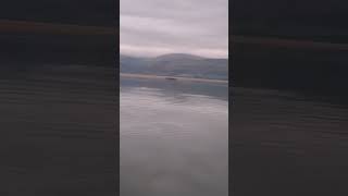 Fish jumping menai straits [upl. by Aylsworth930]