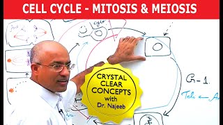 Cell Cycle and Genes  Mitosis amp Meiosis [upl. by Abih]