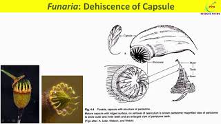 Funaria SporophyteExternal and Internal Morphology of Sporophyte of FunariaLife Cycle [upl. by Romeu]