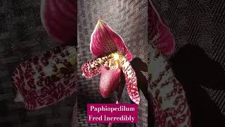 Paphiopedilum Fred Incredibly orchid paphiopedilum [upl. by Eisned]