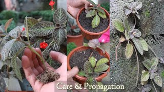 Episcia Cupreata Plants Care Tips And Propagation [upl. by Enogitna]