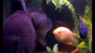 Red Gold Green Severums and Electric Blue Jack Dempseys [upl. by Sergu]