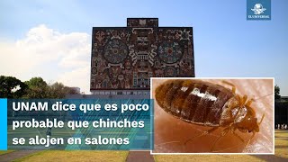 UNAM niega la presencia de chinches en sus instalaciones [upl. by Weinberg]