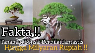 Bonsai Bernilai Milyaran Rupiah  Tanaman Hias Bonsai kbsc24 [upl. by Arol]