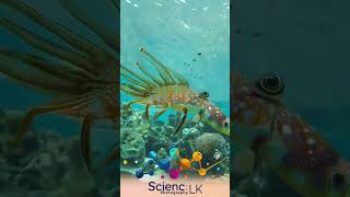 Underwater Ballet Graceful Hunting Strategies of the Peacock Mantis Shrimp [upl. by Arianne]