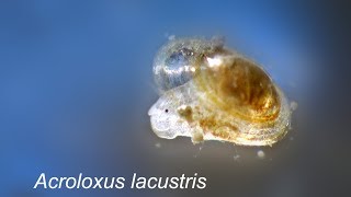 ACROLOXUS LACUSTRIS [upl. by Persian]