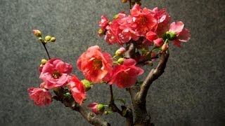 ボケ（木瓜） 開花の様子14日を約1分に短縮 Flowering of Chaenomeles speciosa [upl. by Spooner]