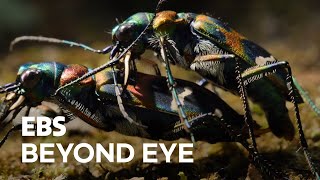 MacroFilming Mating of 2 Tiger Beetles [upl. by Ecitnirp]