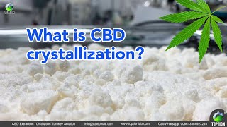 How to get 99 pure CBD crystallization？ [upl. by Noll]