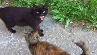 These cats are still afraid of me and a black cat hisses [upl. by Noby]