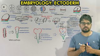 Neurulation and Organogenesis from Ectoderm  Embryology of Ectoderm [upl. by Kolva]